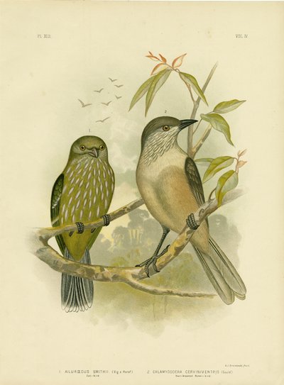 Katzenvogel, 1891 von Gracius Broinowski